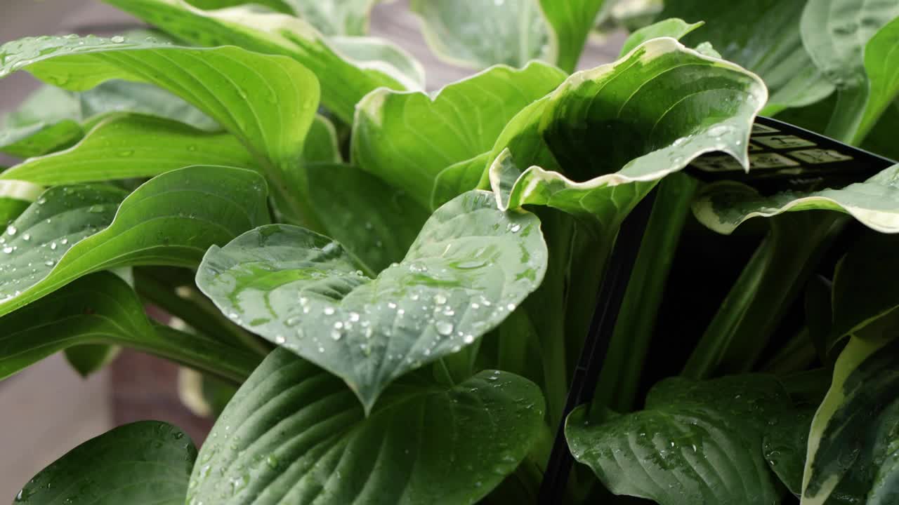 摇摄露珠覆盖的叶子，水滴摇摄，露珠覆盖的植被/盆栽植物，园艺场景视频下载