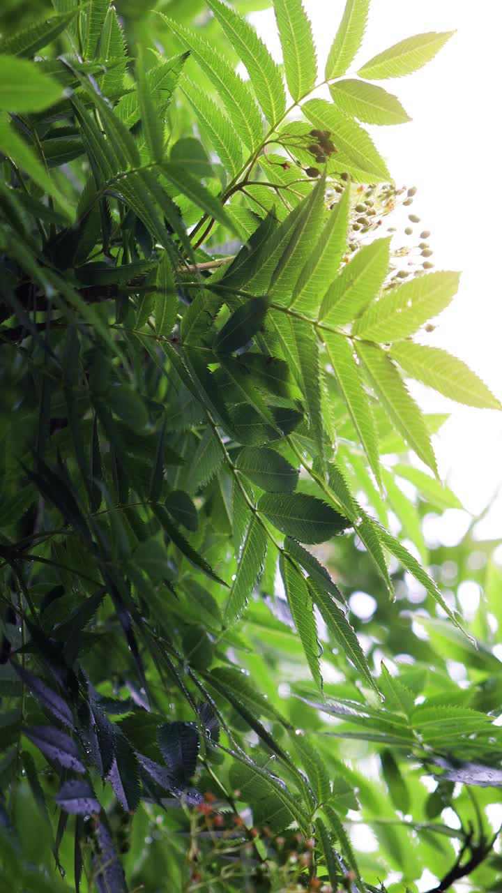 雨滴绿叶/枝叶，下雨天日落，戏剧化的灯光，垂直园艺拍摄/场景视频下载