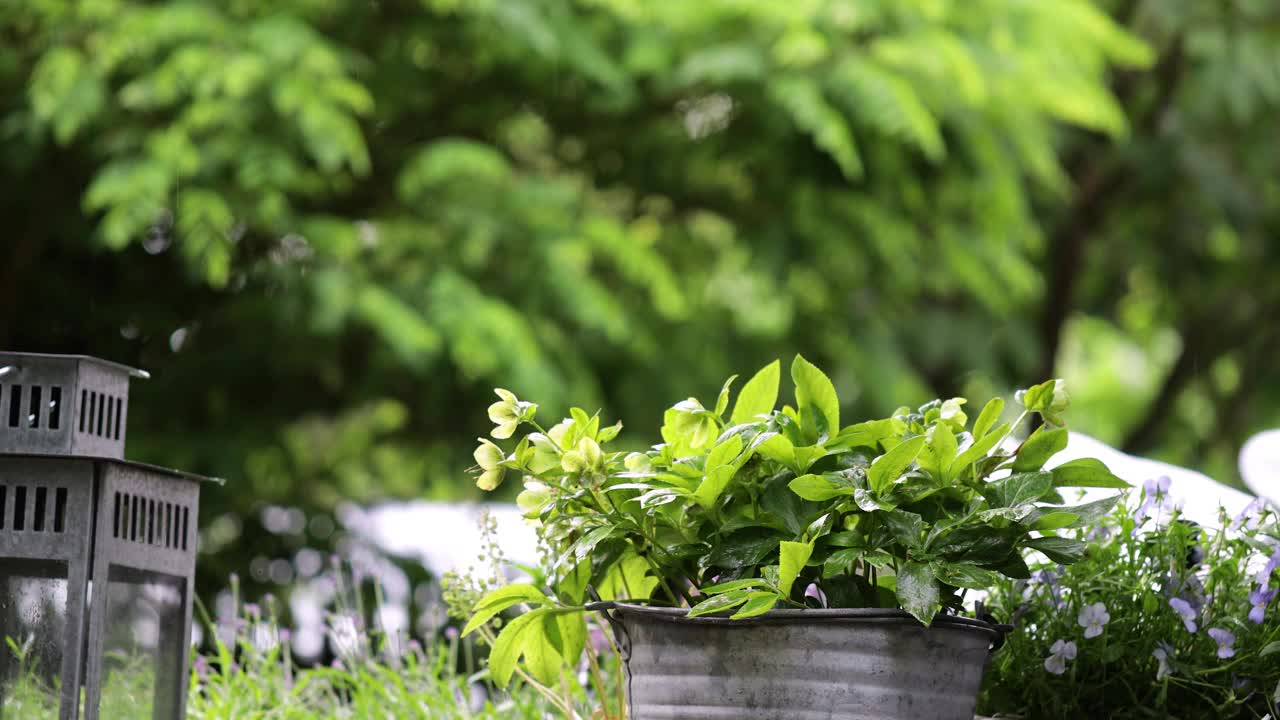 后院园艺，年轻的雄浇盆栽植物，照料花园里的植物视频下载