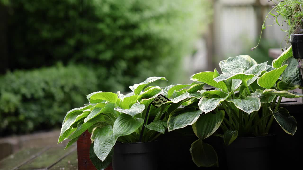 雨在后院的绿色盆栽植物，栽培植物在雨中，园艺在雨中视频下载