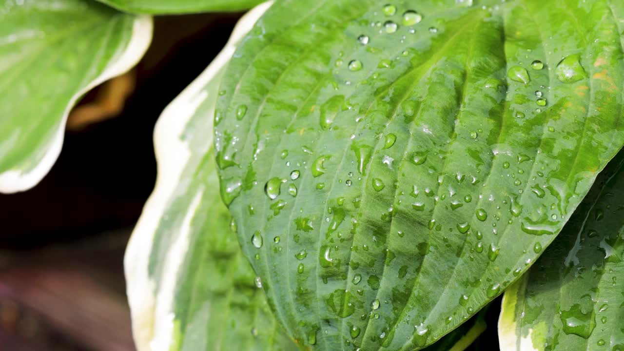 摇摄露珠覆盖的叶子，水滴摇摄，露珠覆盖的植被/盆栽植物，园艺场景视频下载