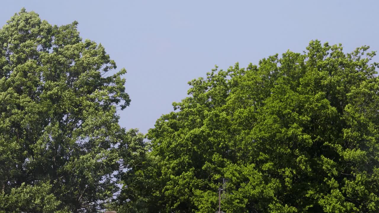 树冠在风中移动，蓝天为背景，景色宁静，树叶在狂风中飞舞视频下载