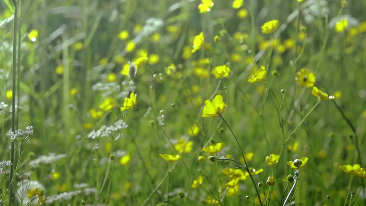 黄色草甸花粗糙，风在田野，夏天和太阳，改变焦点高品质全高清镜头视频下载