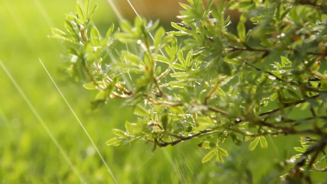 夏天的雨在花园里视频素材