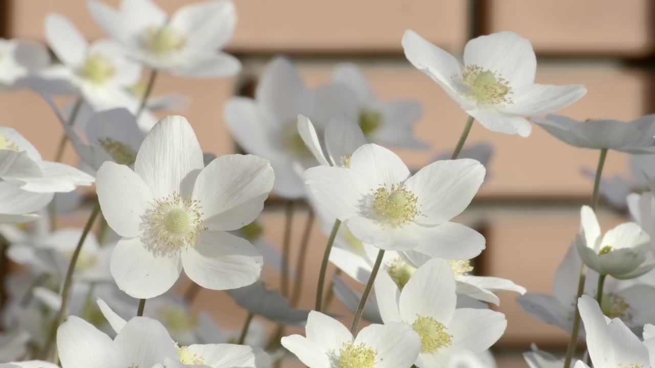 春天的银莲花在风中摇曳。大自然。白色银莲花(Anemone ranunculoides)自然背景。慢镜头特写视频素材