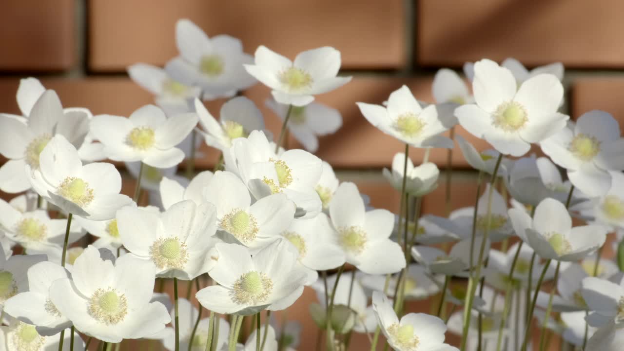 春天的银莲花在风中摇曳。大自然。白色银莲花(Anemone ranunculoides)自然背景。慢镜头特写视频素材