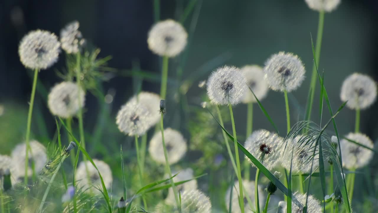 美丽的白色蓬松的蒲公英，阳光下的蒲公英种子。模糊自然绿自然春的背景。盛开的蒲公英从草中生长出来视频素材