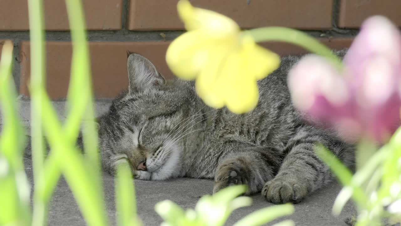 美丽的大条纹无家可归的猫的肖像。可爱的猫在花附近睡觉和放松。特写，慢镜头，户外视频素材