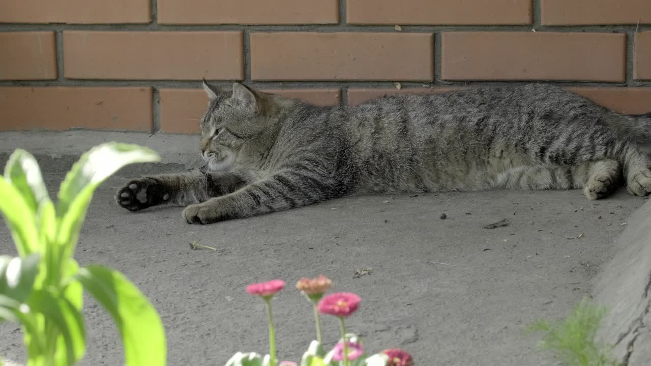 美丽的大条纹无家可归的猫的肖像。可爱的猫在花附近睡觉和放松。特写，慢镜头，户外视频素材