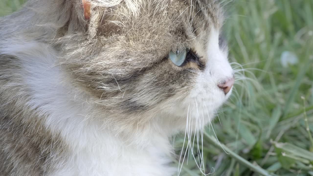 睡眼惺忪的流浪小猫，长着绿色的大眼睛，坐着向前看。外面大街上的瘦猫视频素材