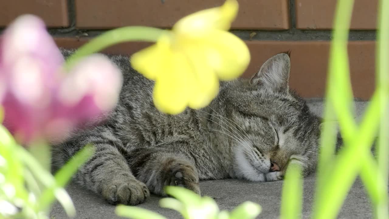 美丽的大条纹无家可归的猫的肖像。可爱的猫在花附近睡觉和放松。特写，慢镜头，户外视频素材