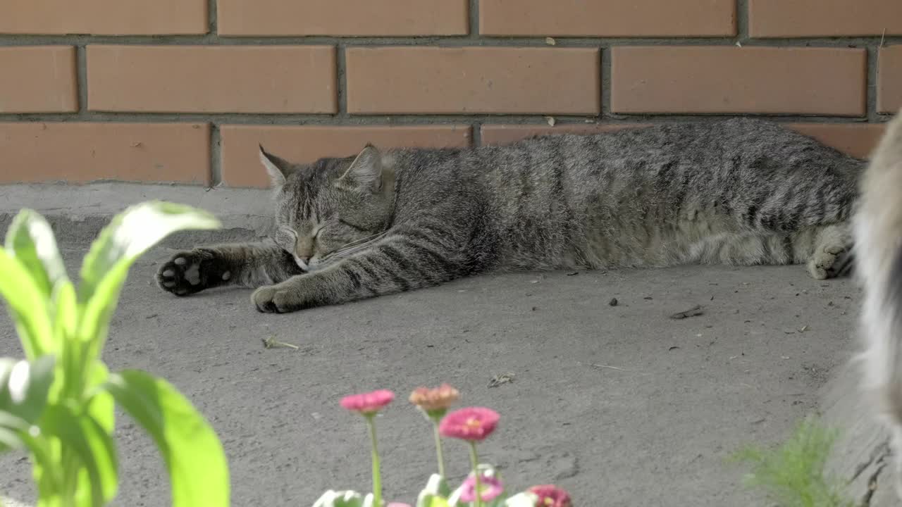 美丽的大条纹无家可归的猫的肖像。可爱的猫在花附近睡觉和放松。特写，慢镜头，户外视频素材