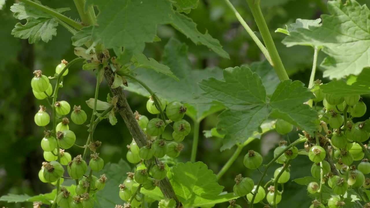 红醋栗的未成熟的绿色浆果。酷栗石、红醋栗树。在早春的醋栗灌木视频素材