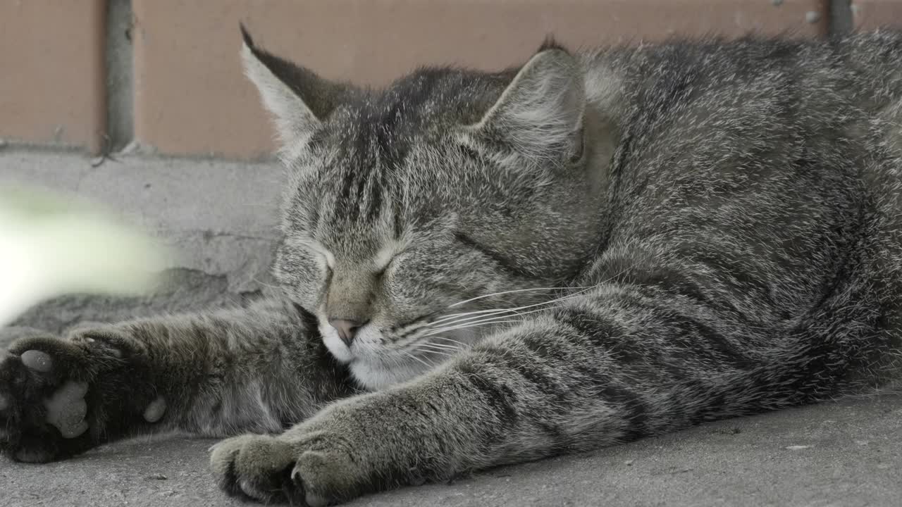 灰棕色条纹的猫躺着，在背上打滚，看向不同的方向。懒猫伸懒腰打呵欠。橘色眼睛伸直的瞌睡猫视频素材