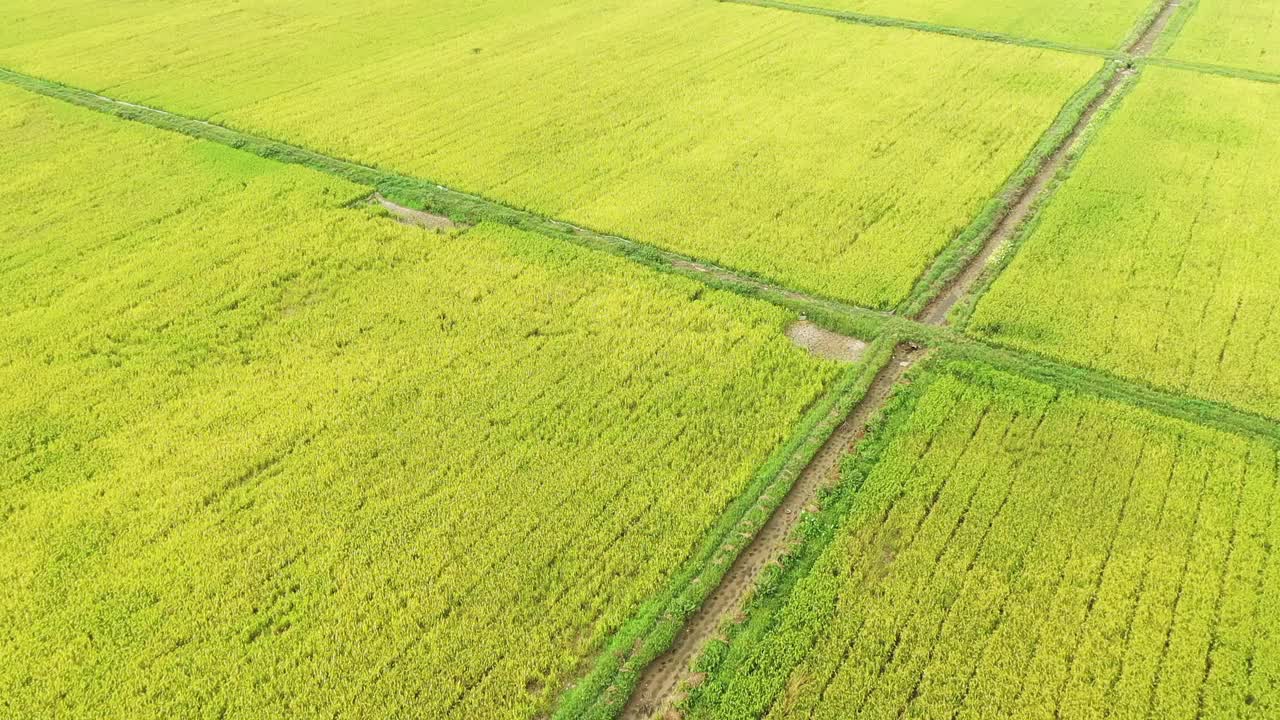 在越南的宁平地区，在下龙湾的土地上，无人机穿过黄色和绿色的稻田。视频素材