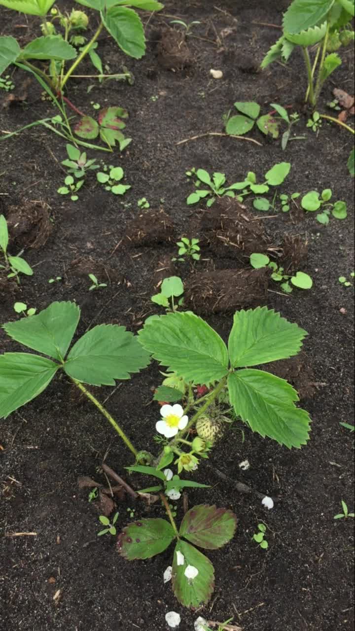 花园里的绿色草莓灌木特写，一只手在除草视频下载