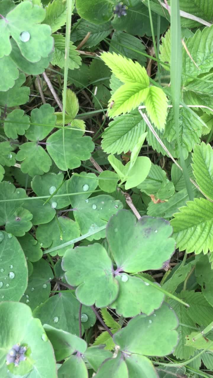 亮绿色的草上有露珠和小蚂蚁爬行视频下载