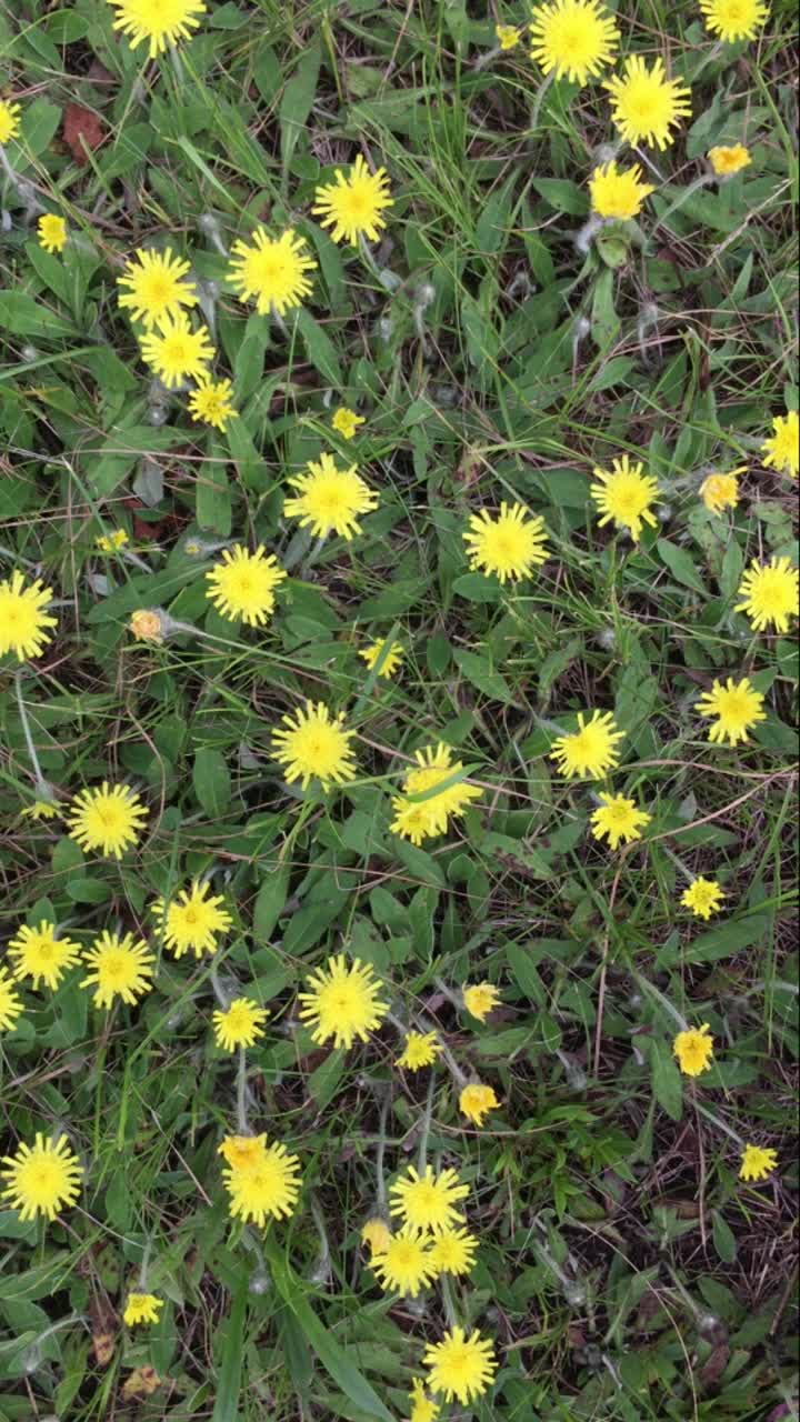 黄色的花在绿色的草地上视频素材