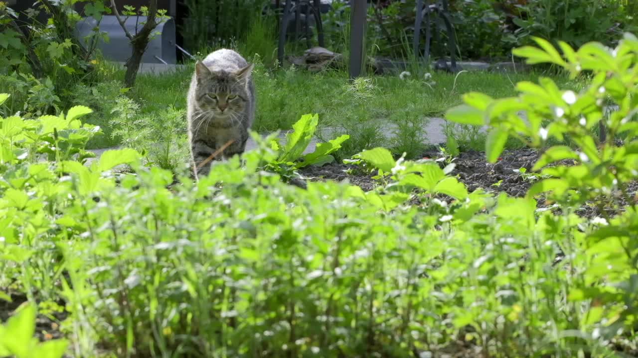 条纹的猫在户外。虎斑猫走在草地上看着摄像机。有趣的条纹猫。无家可归的猫在夏天搬家视频素材