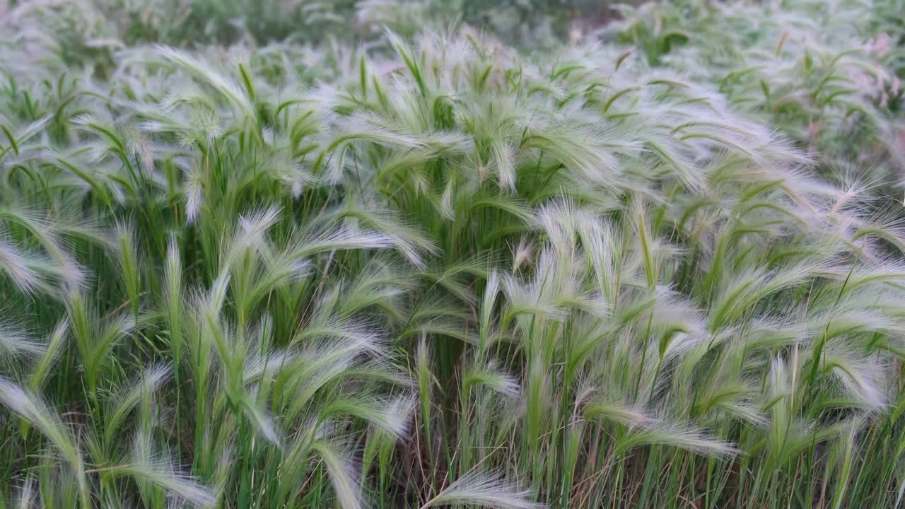 初夏，在多风的大草原上，狐尾草在摇曳视频素材