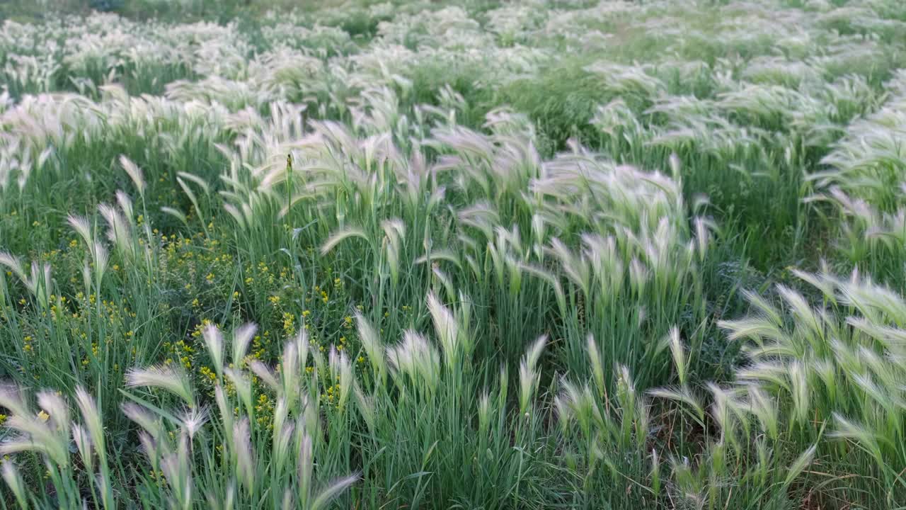 初夏，多风的大草原上长着狐尾草和野花视频素材