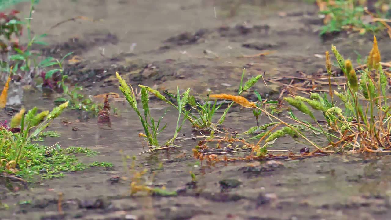 大草原雨视频素材