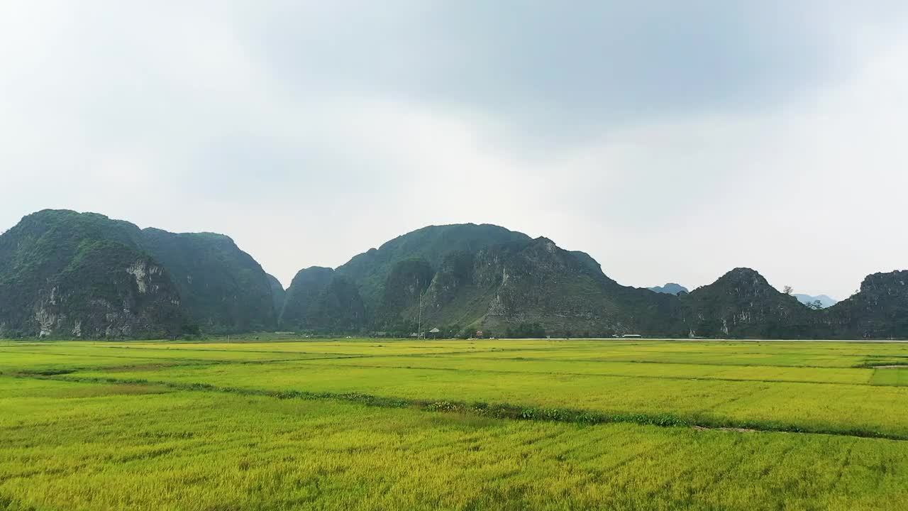 在越南的宁平地区，在下龙湾的土地上，喀斯特山峰主宰着绿色和黄色的稻田。视频素材