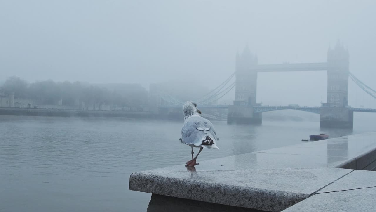 英国，新冠肺炎疫情封锁的第一天，寒冷的蓝色薄雾清晨，伦敦塔桥上空落落的海鸥视频购买