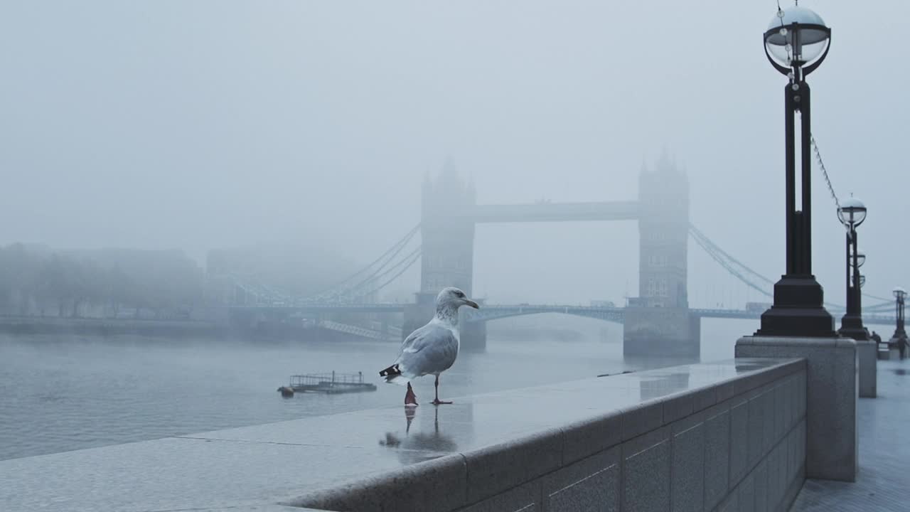 英国，新冠肺炎疫情封锁的第一天，寒冷的蓝色薄雾清晨，伦敦塔桥上空落落的海鸥视频购买