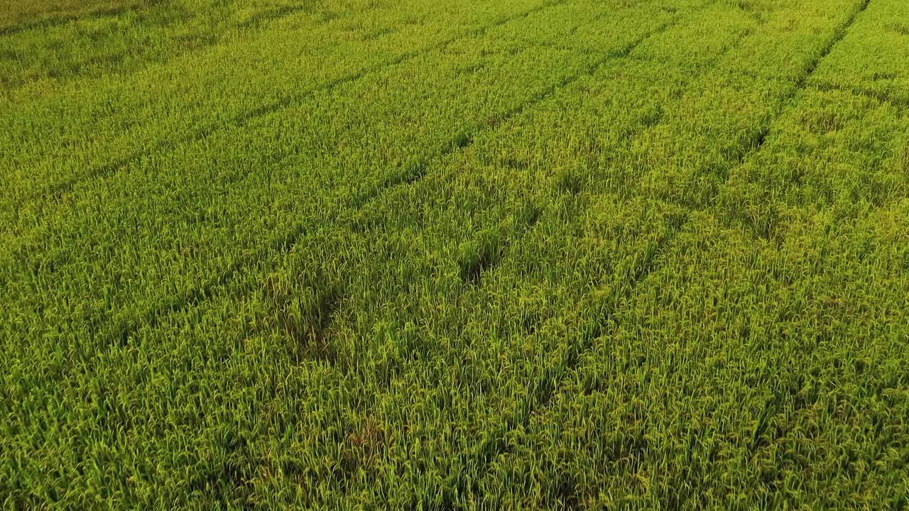 在越南，在宁平地区，在下龙湾，喀斯特山峰和稻田准备收获，无人机。视频素材