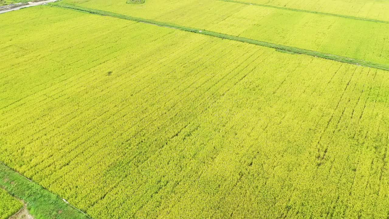 无人机在越南下龙湾的宁平地区的黄稻田中铺设了电动道路和鸡腿。视频素材