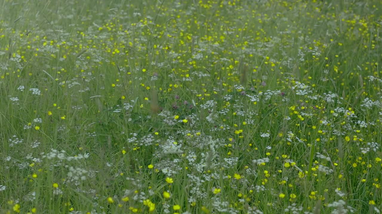 草地草本花卉，圆形拍摄，黄色和白色的花，夏季景观高品质全高清镜头视频下载