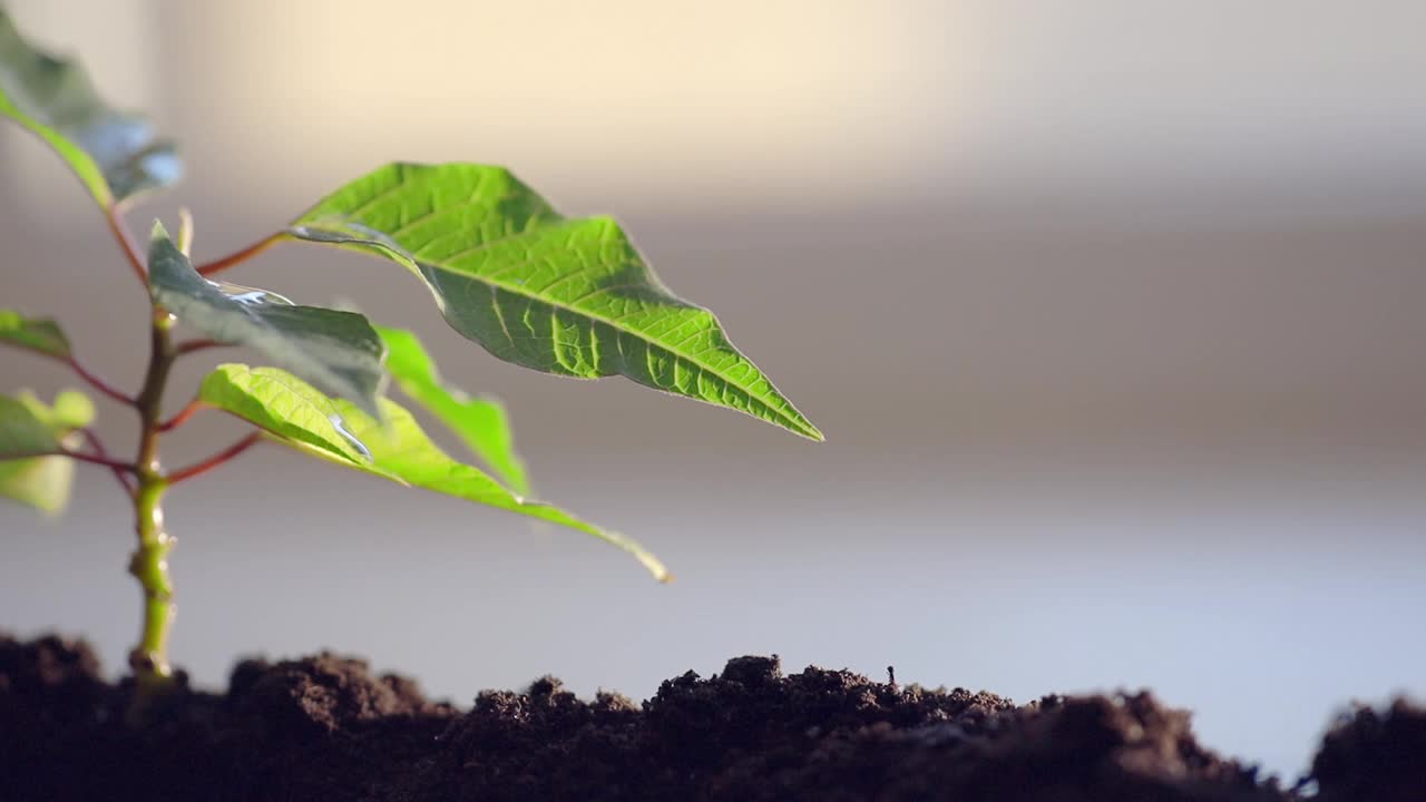 大滴滚落的叶子与延迟，美丽的微距帧，浇水植物高质量的全高清镜头视频下载