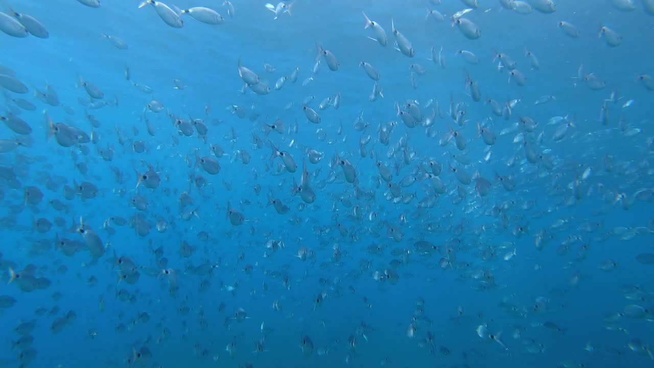 大型礁鱼在浅水中成群游动视频素材