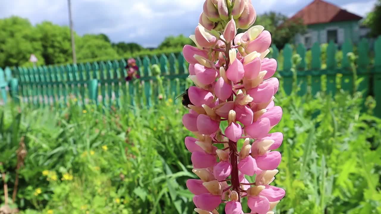 大黄蜂在粉红色羽扇豆花上采集花蜜视频下载