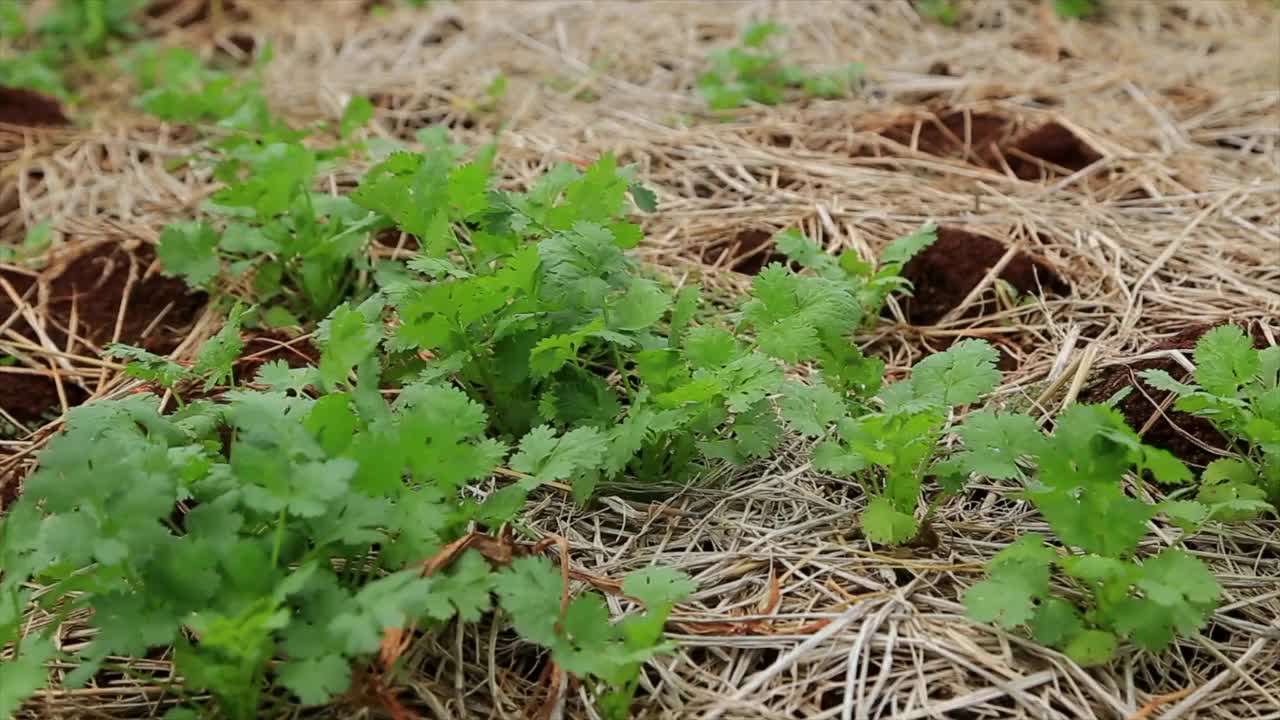 菜地里种着香菜视频下载