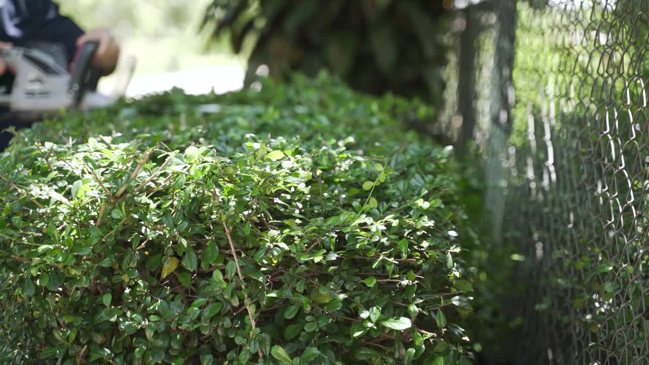 工人修剪克里斯蒂娜树视频素材