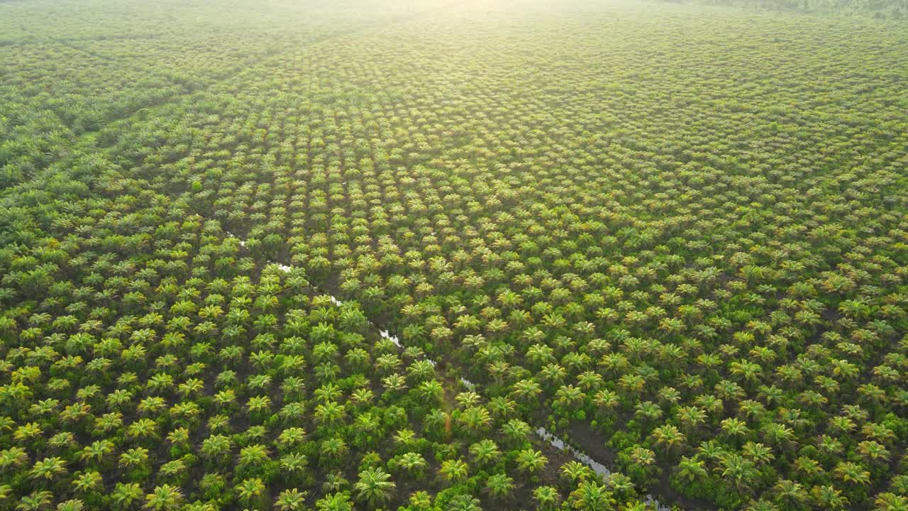 棕榈油种植园鸟瞰图视频下载