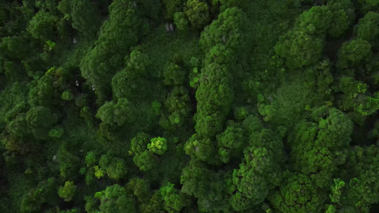 蝙蝠飞过沙巴婆罗洲湿地森林视频下载