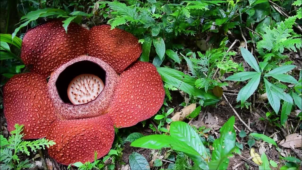 摇摄的Rafflesia花视频素材