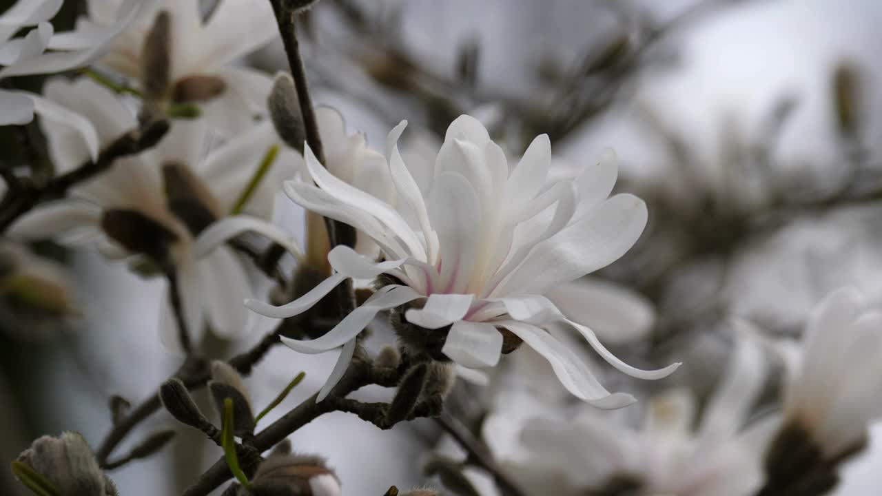 近距离看树上的白花。视频素材