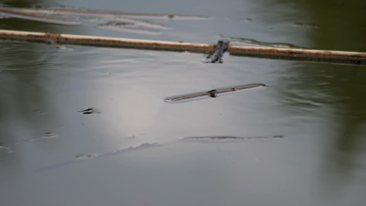 池塘里的水蜘蛛。视频素材