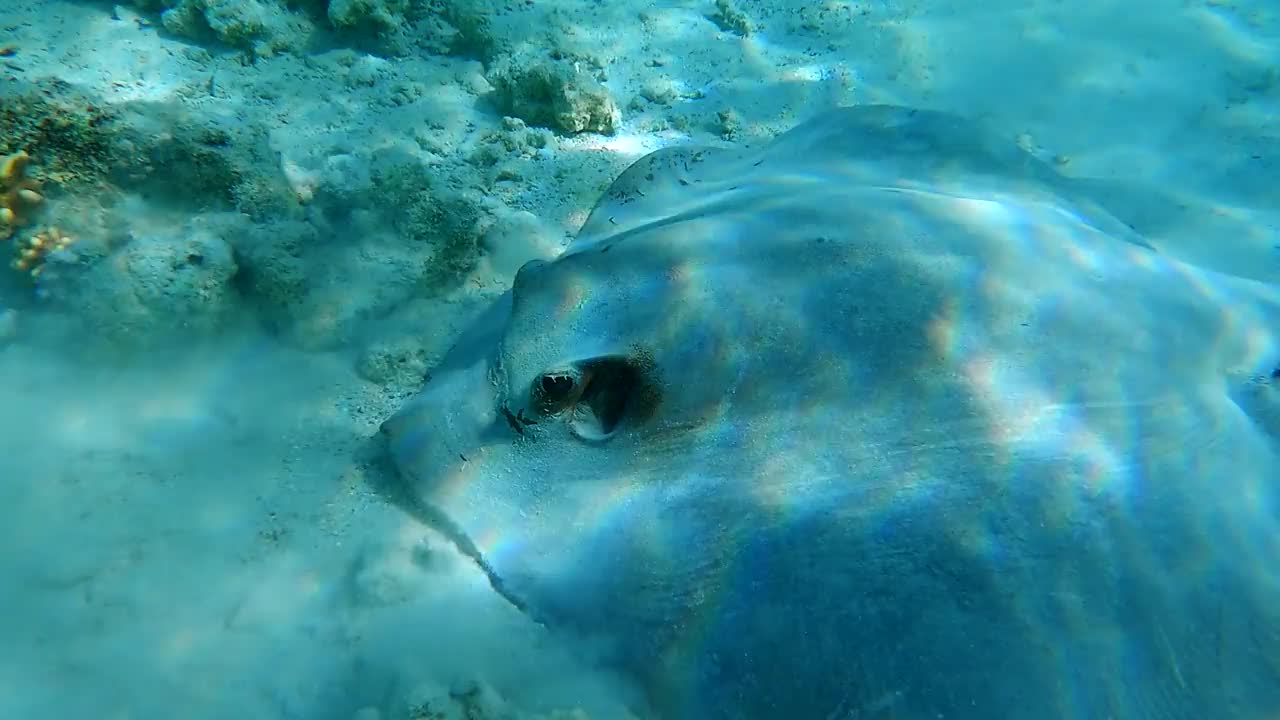 黄貂鱼在浅水珊瑚礁上游泳的特写。Сowtail Weralli stingray (Pastinachus sephen) 4K-60pfs视频素材