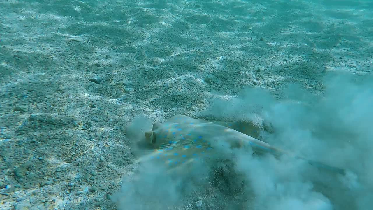 黄貂鱼在浅水中寻找食物的特写。蓝斑黄貂鱼(Taeniura淋巴瘤)4K-60pfs。视频素材