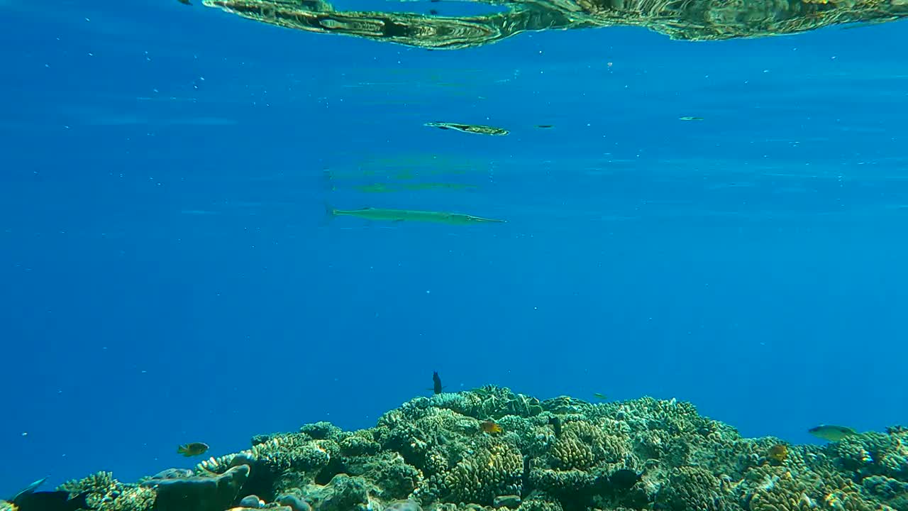 针鱼在阳光下的蓝色水面上游泳(4K - 60fps)视频素材