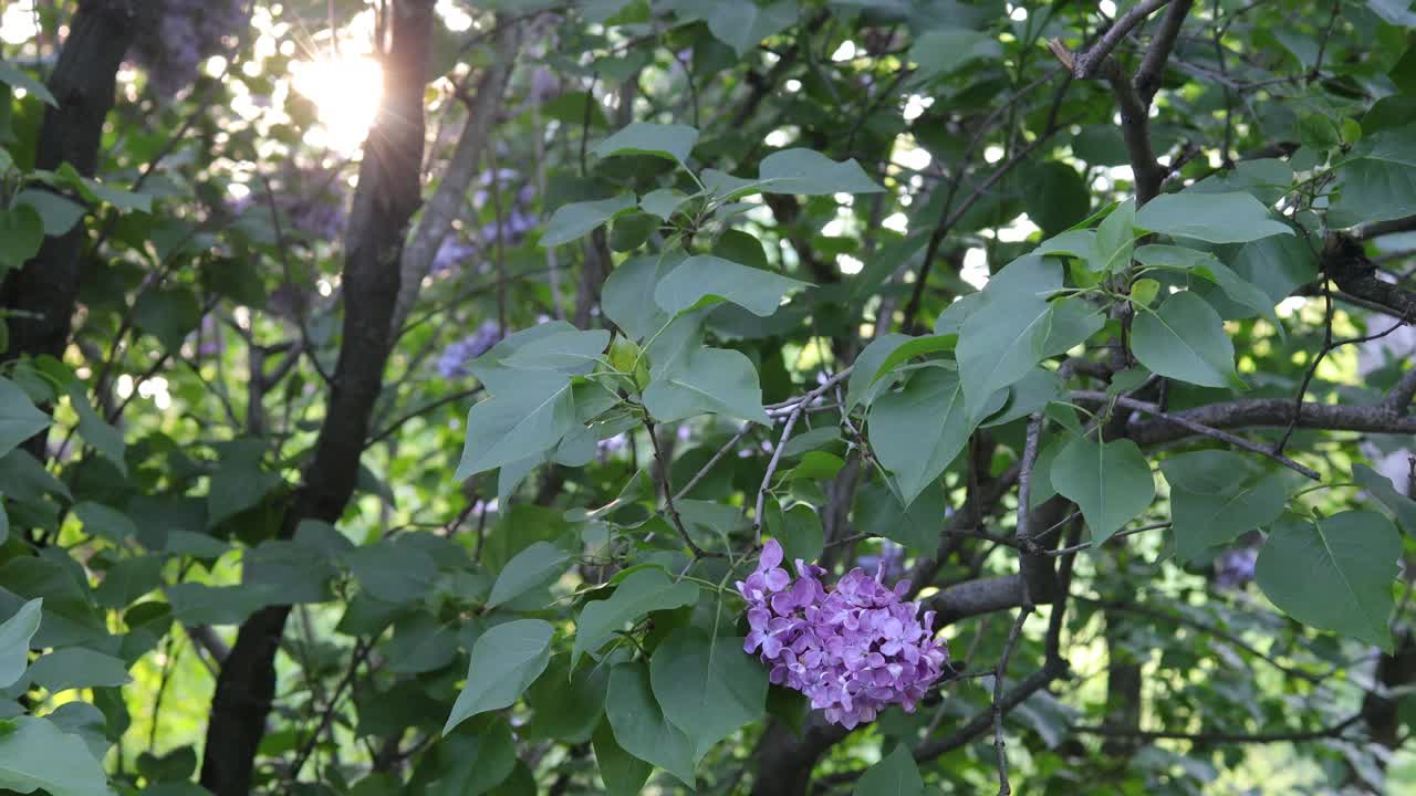 一束紫色的丁香花和绿叶在阳光下随风摇曳。公园或花园里美丽的花。春天的概念。有选择性的重点。视频下载