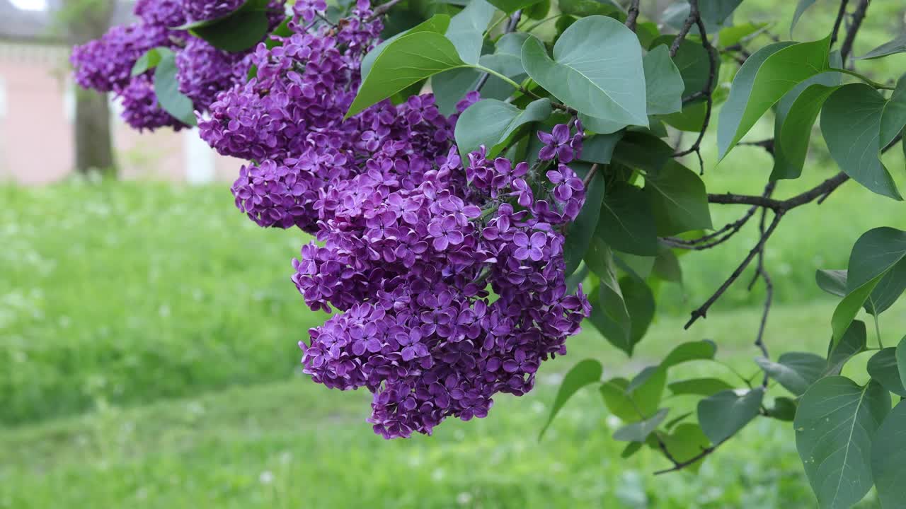 一束紫色的丁香花和绿叶在阳光下随风摇曳。公园或花园里美丽的花。春天的概念。有选择性的重点。视频下载