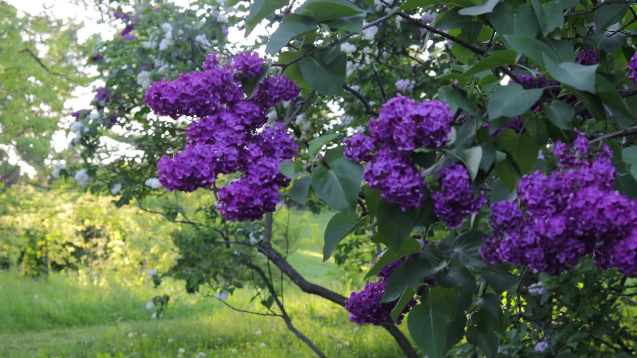 一束紫色的丁香花和绿叶在阳光下随风摇曳。公园或花园里美丽的花。春天的概念。有选择性的重点。视频下载