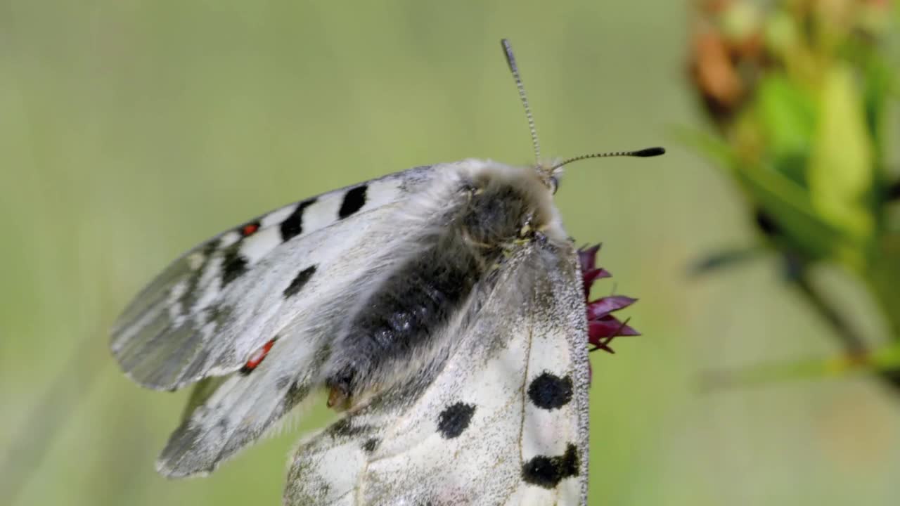 阿波罗(Parnassius Apollo)是一只日间蝴蝶。沿着翅膀的外缘有一条宽的灰色条纹，白色的斑点合并成一条狭窄的条纹。上翼有5个黑点视频素材