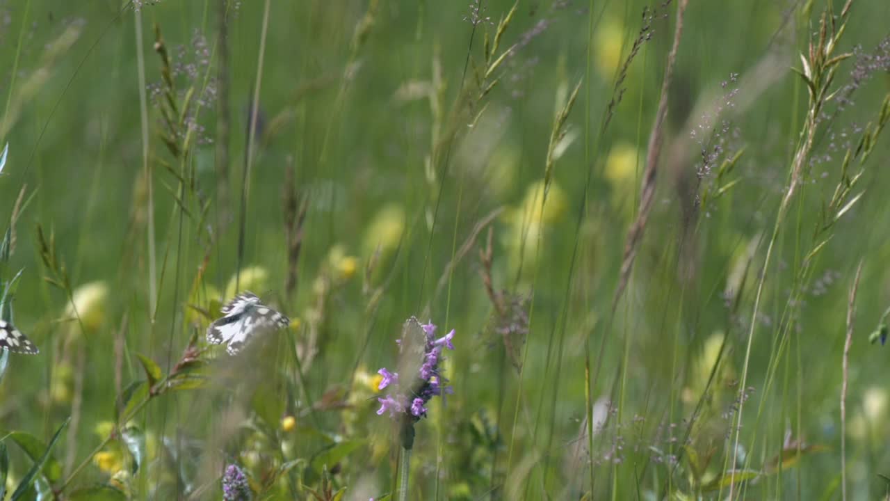 斑驳的眼睛盖拉蝶，或盖拉蝶(Melanargia galathea)是一种日间蝴蝶。在机翼的上部有一个类似棋盘的黑白图案。视频素材